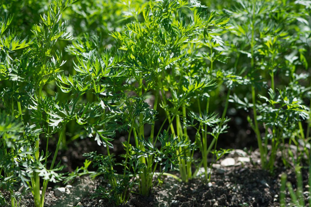 How Do I Start Organic Gardening – First Steps