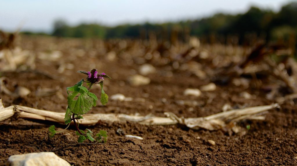 More To Earthy Dirt Than Compost