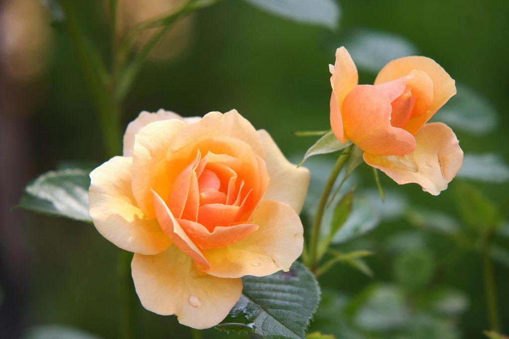 12 Essential tips to having Beautiful Roses