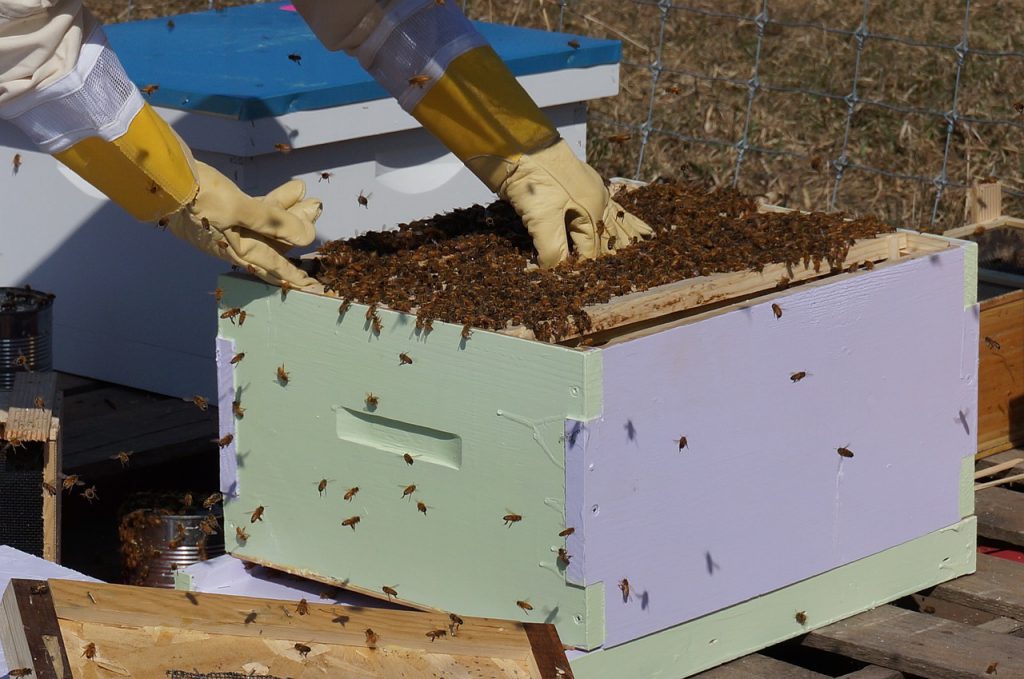 Beekeeping program transforms homeless men